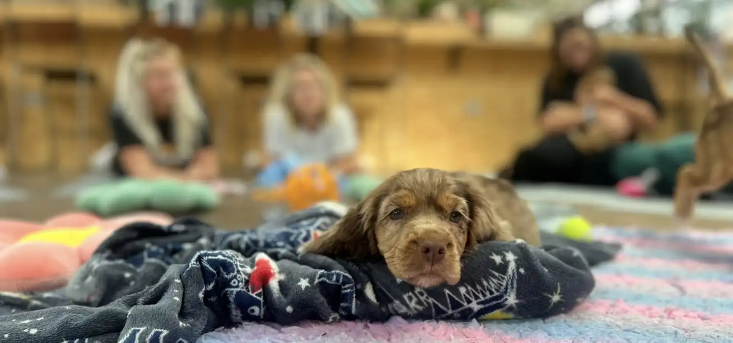Puppy socials are the paw-fect way to socialise